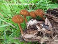 Phaeomarasmius erinaceus-amf1350